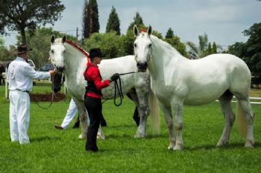 Mares over 5 Years 